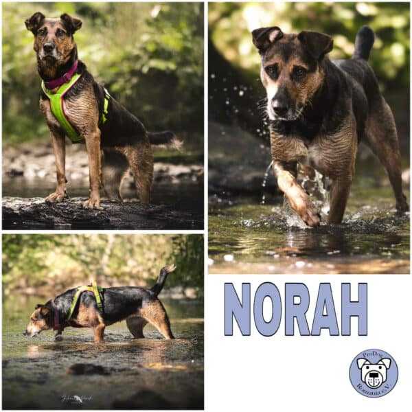 NORAH (♀) in 56729 Monreal