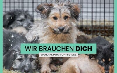 Unterstützt uns beim VETO-Spendenmarathon 🐶💚