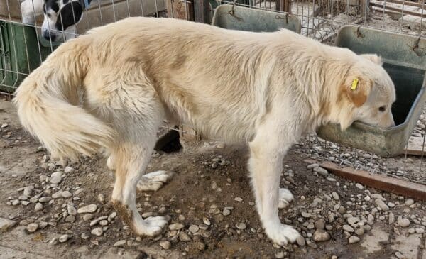 NANDO (♂) – Bild 13
