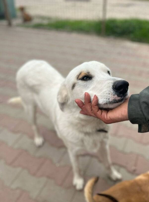 AURELIO (♂) – Bild 3