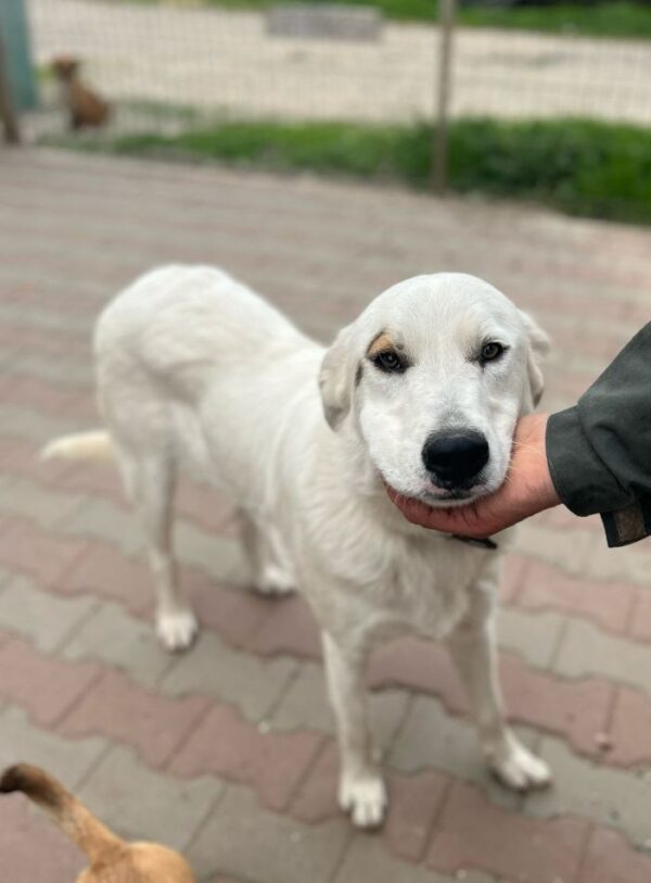 AURELIO (♂) – Bild 2
