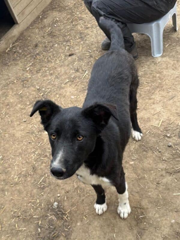 THORVI (♀) Notfall! – schlimme Hautprobleme – kommt im Kennel nicht zurecht! – sollte dringend reisen! reserviert TINO ( 22/05) – Bild 8