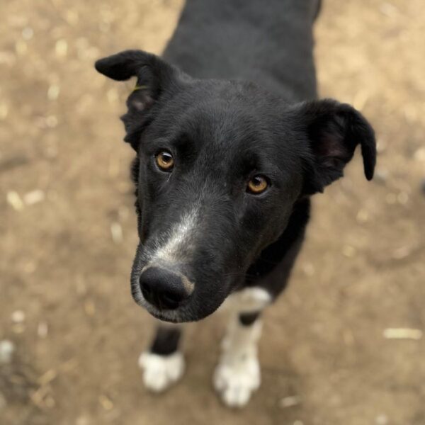 THORVI (♀) Notfall! – schlimme Hautprobleme – kommt im Kennel nicht zurecht! – sollte dringend reisen! reserviert TINO ( 22/05) – Bild 7