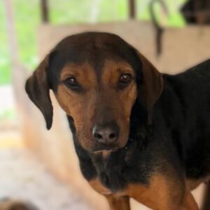 ENDRA (♀) - Notfall - Beissopfer (04/26)