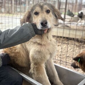 OLIVE (♀) - NOTFALL - Hautprobleme, leidet unter heftigem Juckreiz (03/26)