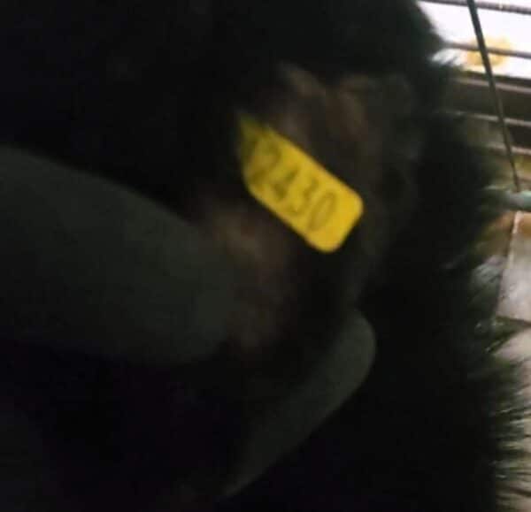 THORVI (♀) Notfall! – schlimme Hautprobleme – kommt im Kennel nicht zurecht! – sollte dringend reisen! reserviert TINO ( 22/05) – Bild 13