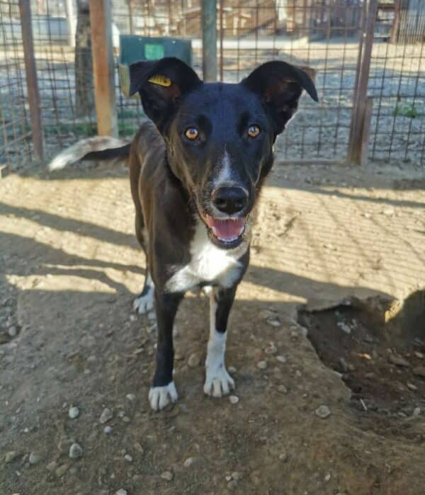 THORVI (♀) Notfall! – schlimme Hautprobleme – kommt im Kennel nicht zurecht! – sollte dringend reisen! reserviert TINO ( 22/05) – Bild 11