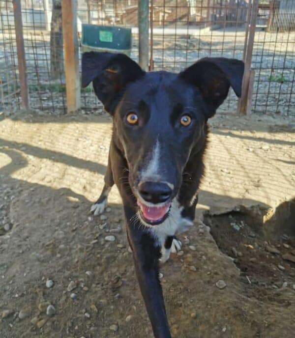 THORVI (♀) Notfall! – schlimme Hautprobleme – kommt im Kennel nicht zurecht! – sollte dringend reisen! reserviert TINO ( 22/05) – Bild 10