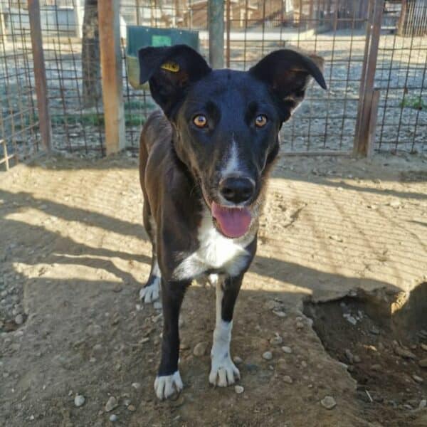 THORVI (♀) Notfall! – schlimme Hautprobleme – kommt im Kennel nicht zurecht! – sollte dringend reisen! reserviert TINO ( 22/05) – Bild 9