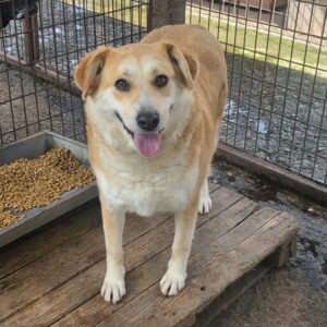 AKILA (♀) - reserviert Tierhilfe Lebenswert DR 13.06.26
