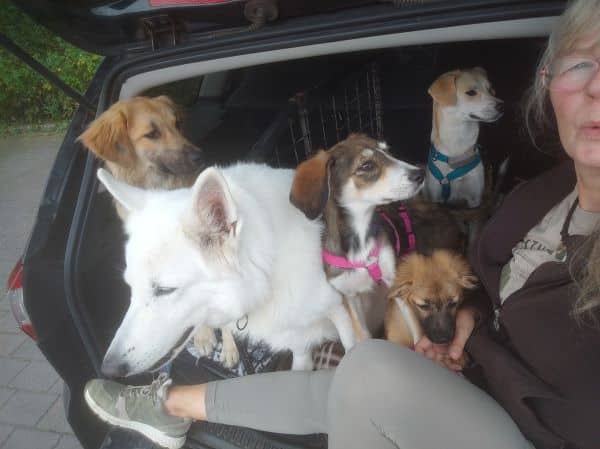 VIVECA (♀) in 21493 Möhnsen - vermittelt – Bild 2