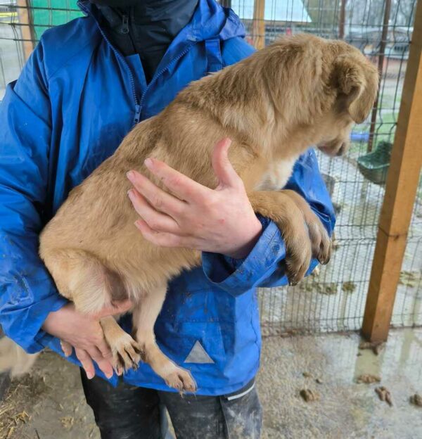 QUOKKA (♀) Interessenten vorhanden - MD 17.12.24 – Bild 4