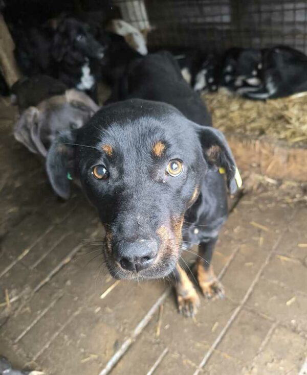 ROXIE (♀) - Notfall - komplett abgemagert - reserviert für Tierhilfe Lebenswert DR (14.12.24) – Bild 6