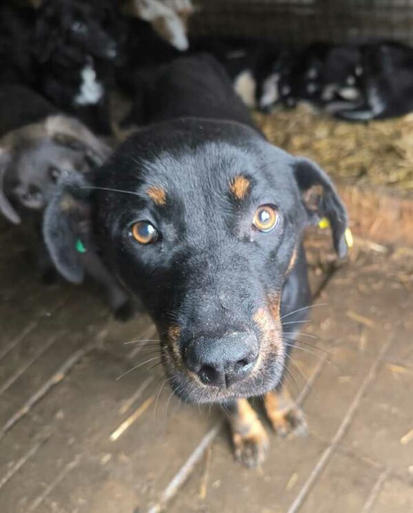 ROXIE (♀) - Notfall - komplett abgemagert - reserviert für Tierhilfe Lebenswert DR (14.12.24)