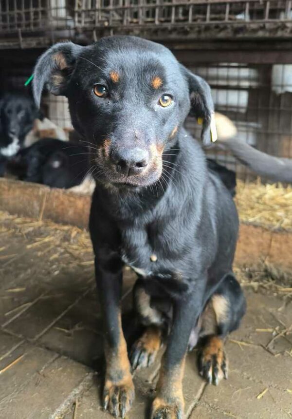 ROXIE (♀) - Notfall - komplett abgemagert - reserviert für Tierhilfe Lebenswert DR (14.12.24) – Bild 3