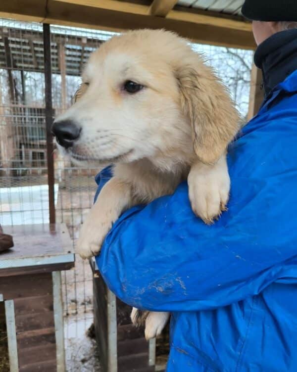 DORLE (♀) - ausgereist zur Hundehilfe Kreta e.V. (GC) – Bild 6