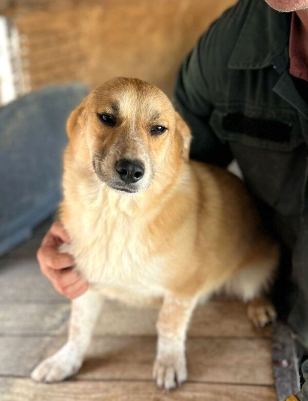 JAVAS (♂) - geht im Kennel unter – Bild 2