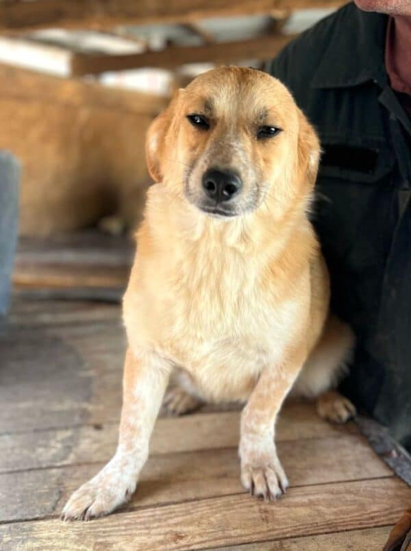 JAVAS (♂) - geht im Kennel unter – Bild 3