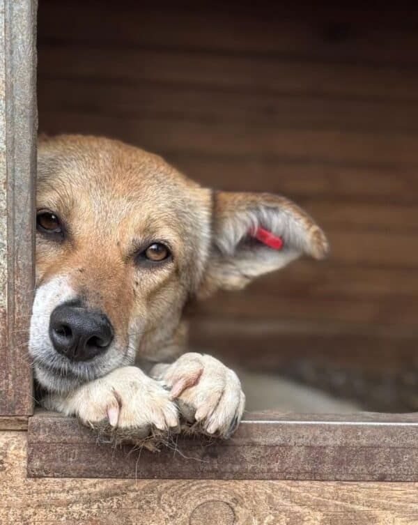 LOBA (♀) – Bild 3