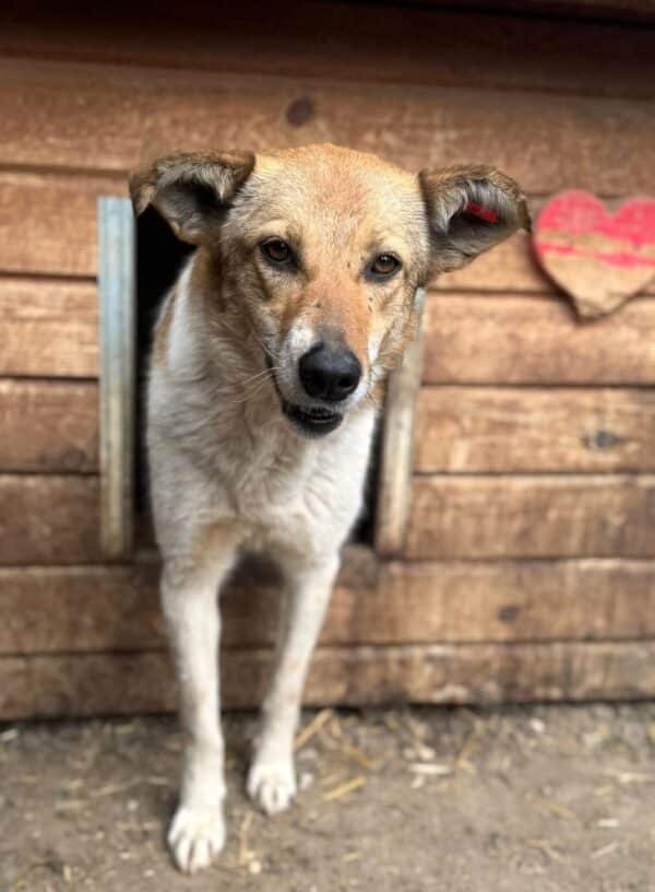 LOBA (♀)