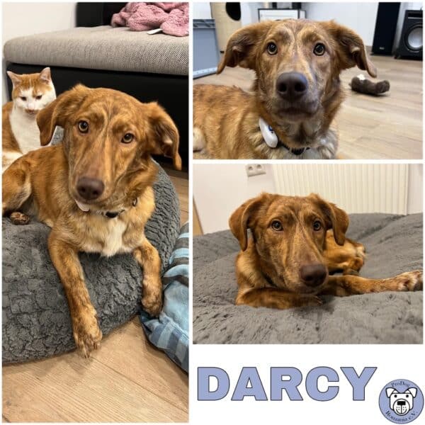 DARCY (♀) in 63928 Pfohlbach