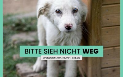 VETO-Spendenmarathon: Mach mit & unterstütz‘ uns! 🐶❤️