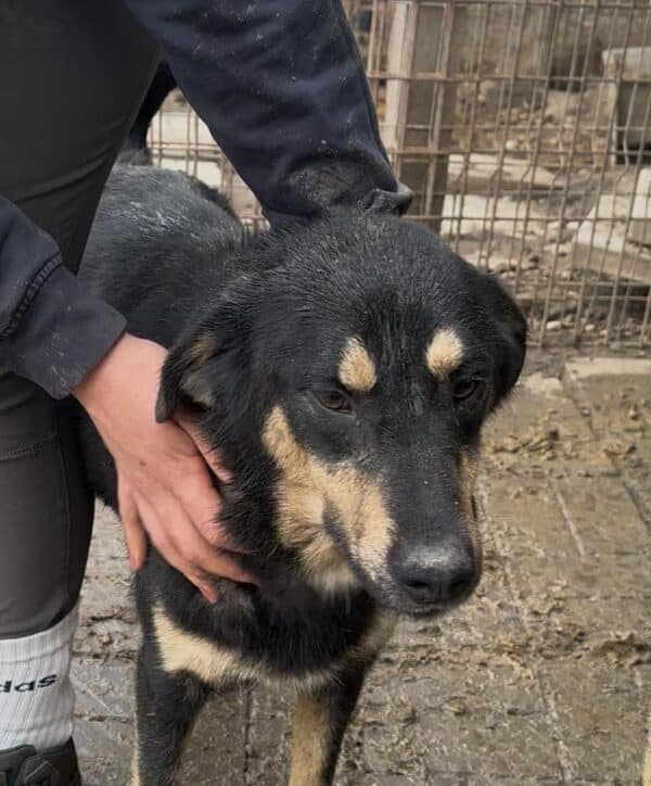 NADESHDA (♀) - reserviert Step by Paw (AL 24.06.) – Bild 3