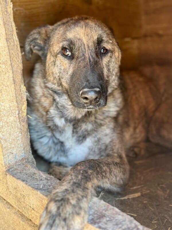 FALK (♂) – Bild 2