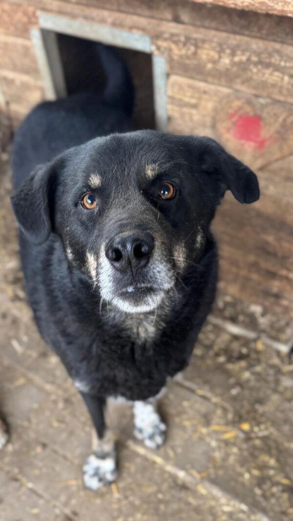 JAMIE (♂) - seit 2019 im Shelter – Bild 4