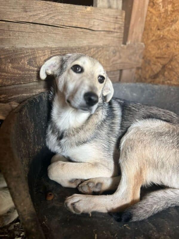 FLORIN (♂) - dringend Platz gesucht - hat Interessenten (JW 04/05)