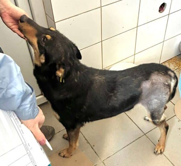 NENA (♀) - hatte Hüft-OP nach Autounfall – Bild 2