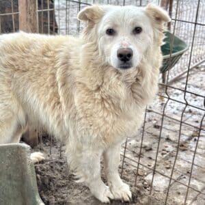 HAIKO (♂) - seit 2021 im Shelter