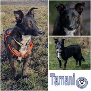 TAMANI (♀) in 82223 Eichenau