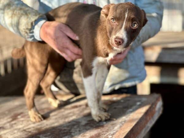 TRUDY (♀) - reserviert TST (AL 04.02.) – Bild 2