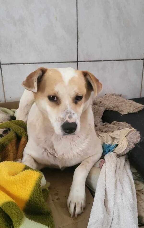 MUMMY (♀) - seelischer Notfall - dringend Platz gesucht – Bild 6