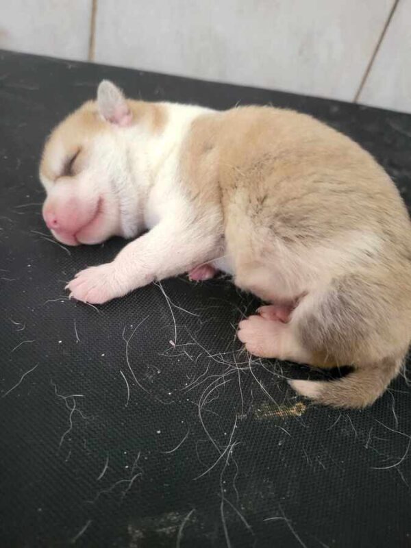 MUMMY (♀) - seelischer Notfall - dringend Platz gesucht – Bild 7