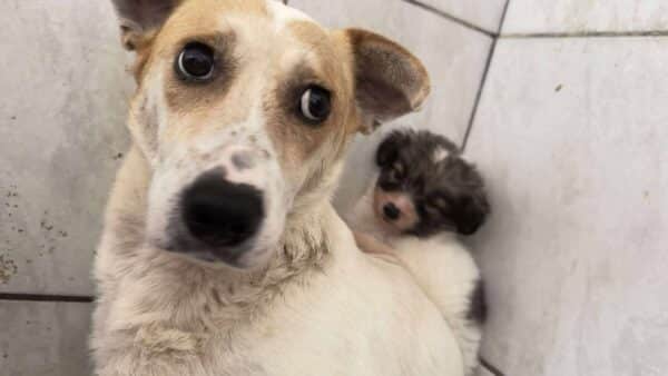 MUMMY (♀) - seelischer Notfall - dringend Platz gesucht – Bild 5