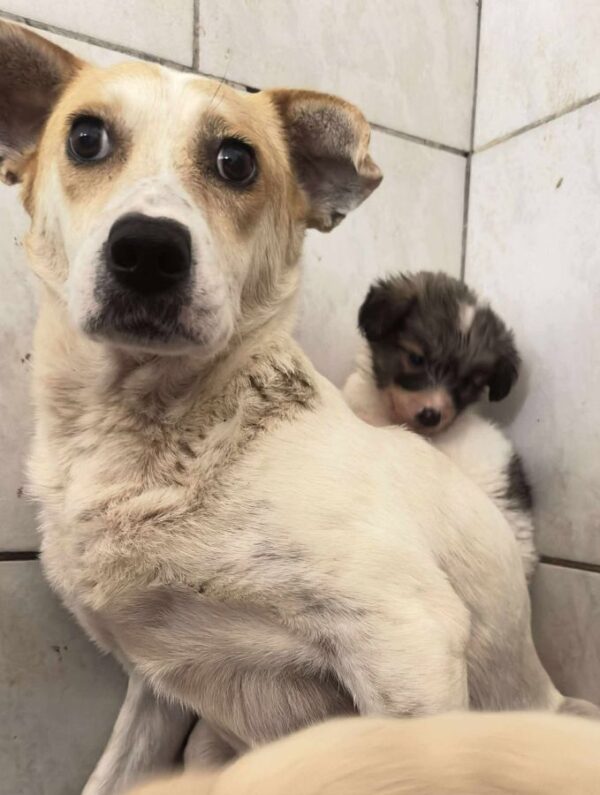 MUMMY (♀) - seelischer Notfall - dringend Platz gesucht – Bild 4