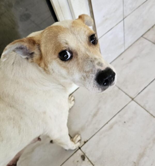 MUMMY (♀) - seelischer Notfall - dringend Platz gesucht