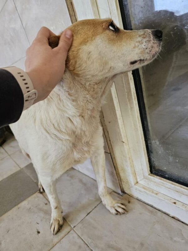 MUMMY (♀) - seelischer Notfall - dringend Platz gesucht – Bild 3