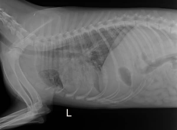 FENRIK (♂) - med. Notfall - Lungenkrank – Bild 7