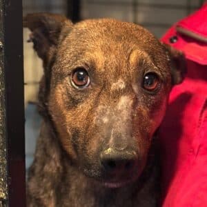 ISANYA (♀) - NOTFALL - Umfangsvermehrung (04/26)