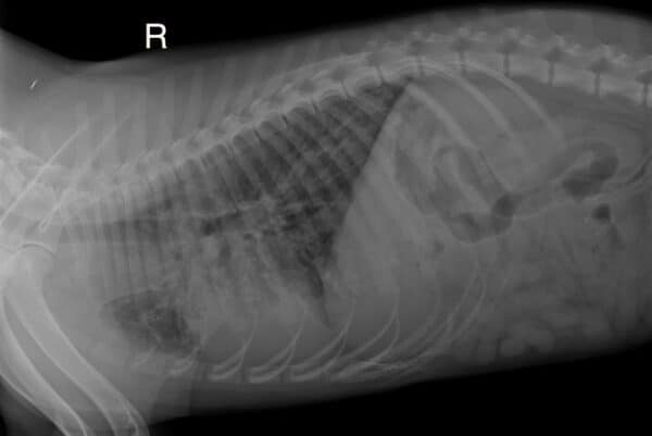 FENRIK (♂) - med. Notfall - Lungenkrank – Bild 6