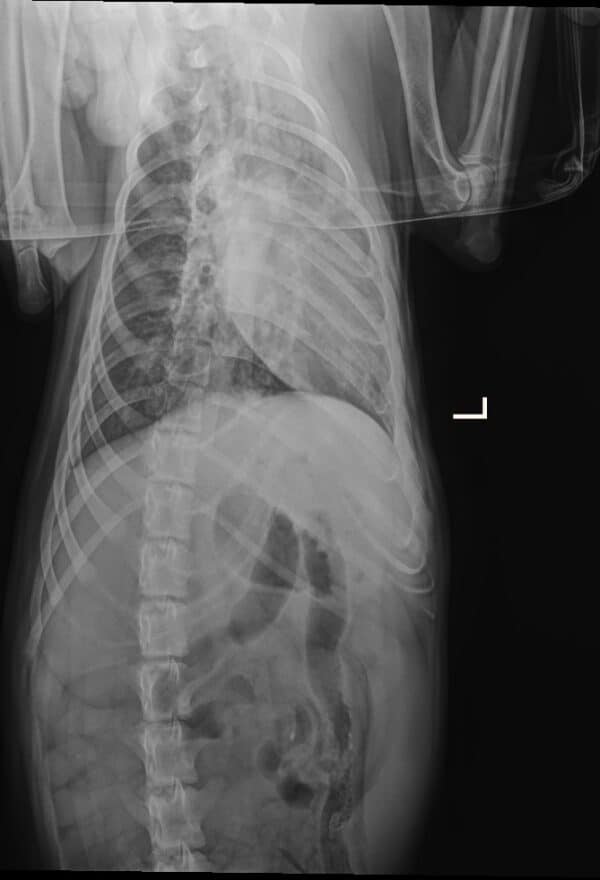 FENRIK (♂) - med. Notfall - Lungenkrank – Bild 5
