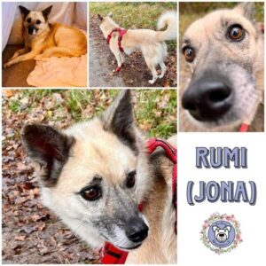 RUMI (JONA) (♀) in 21391 Reppenstedt