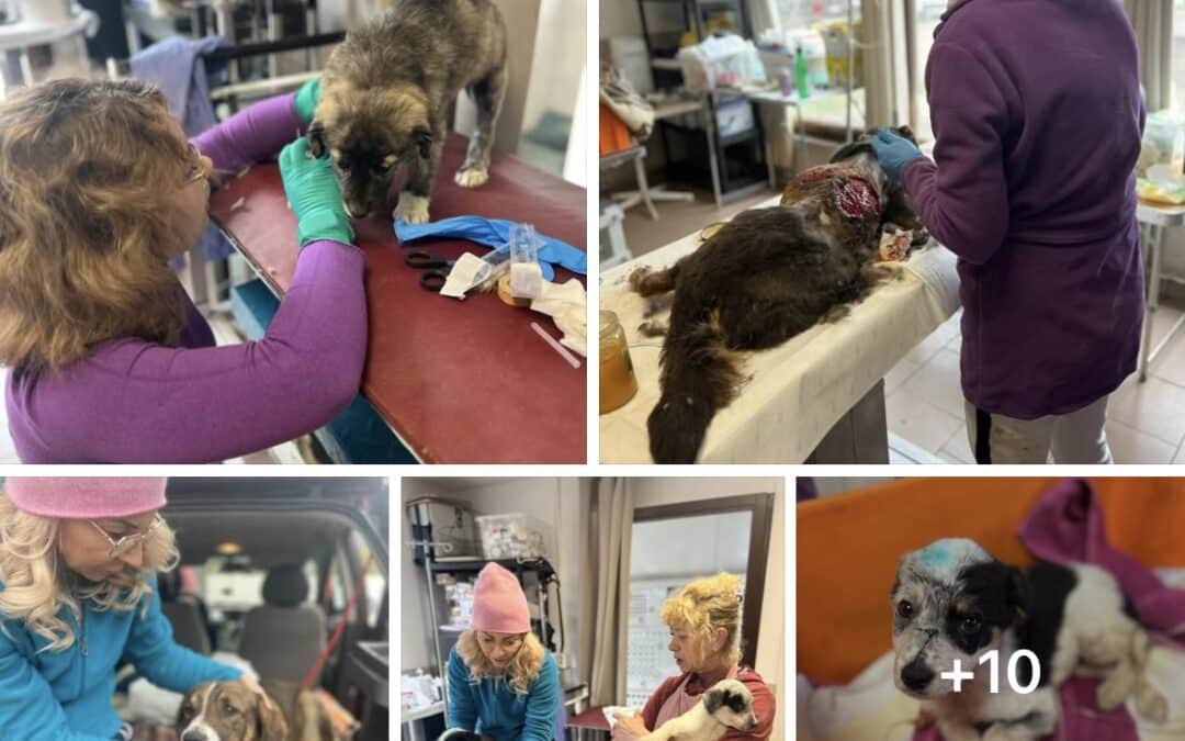 Einsatzbericht Baile: 14.04-18.04.2025 ✨🐾
