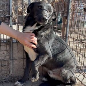 URMEL (♂) - RBB 12/25