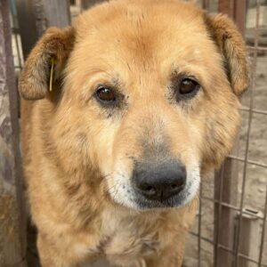 HONZA (♂) - resignierter Senior