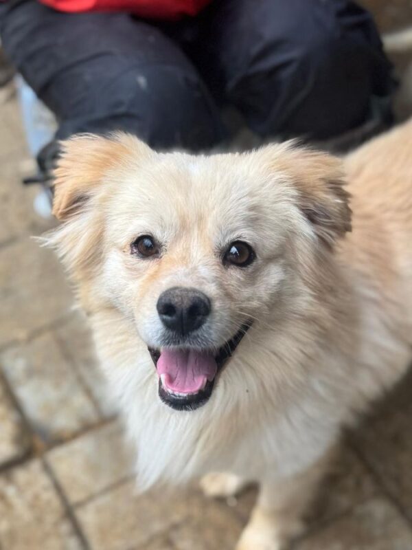 COLBY (♂) - reserviert Arche Noah Bidingen (AL 05.05.)