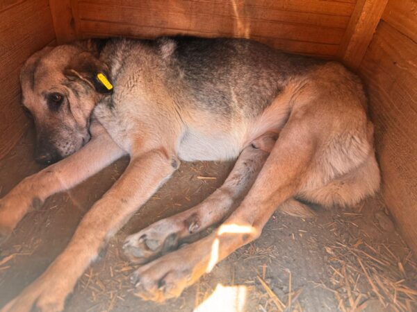 CALIAN (♂) - NOTFALL: resigniert, eitrige eingewachsene Wolfskralle – Bild 4